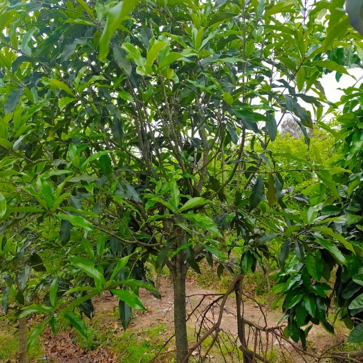 闽侯县茶花树