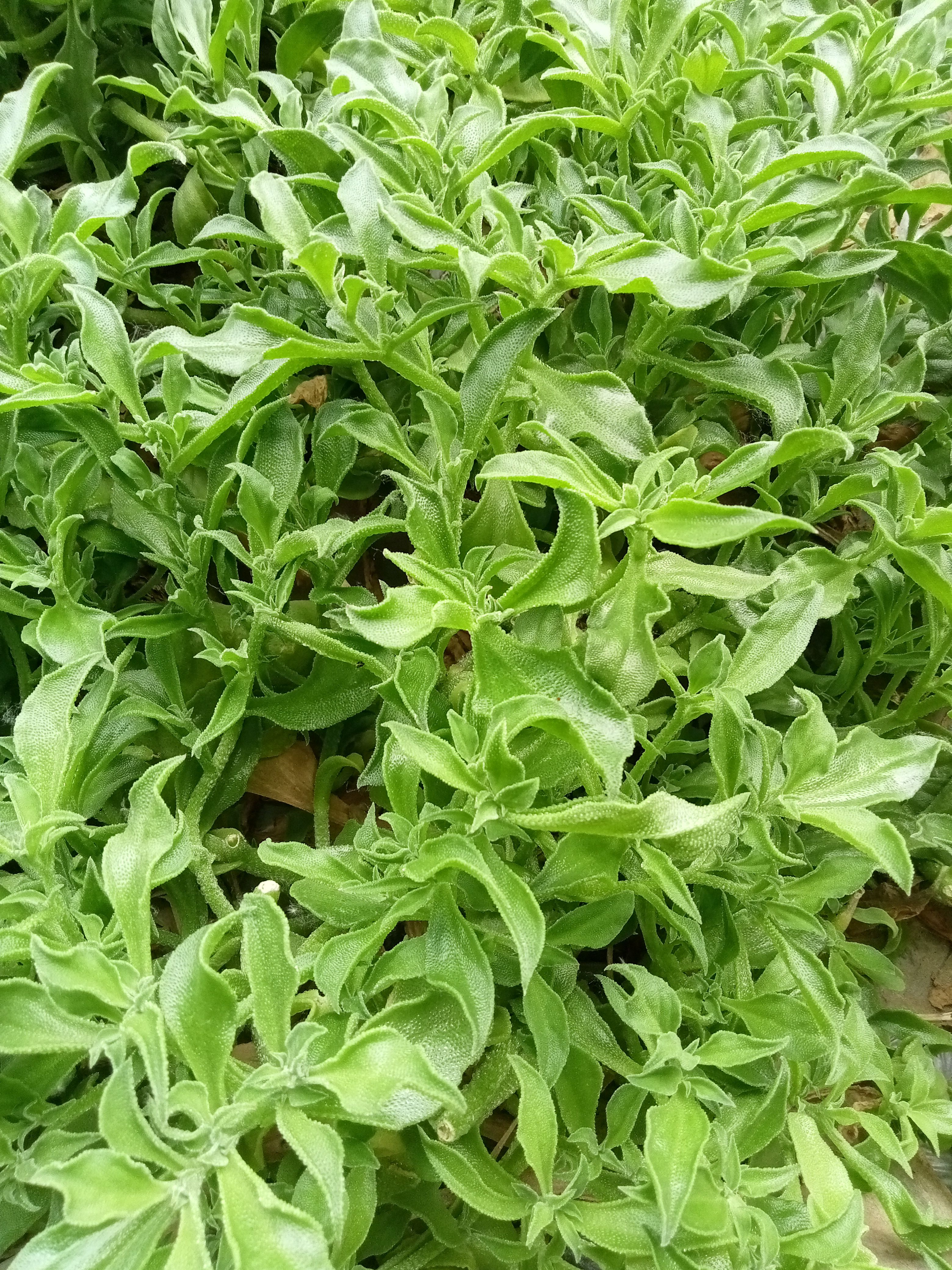 冰草