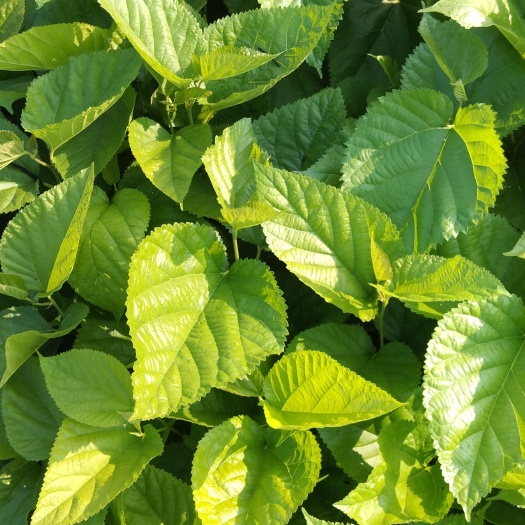 河池杂交桑 蛋白桑 桂优6号桂优12号特2号粤桑11号51号
