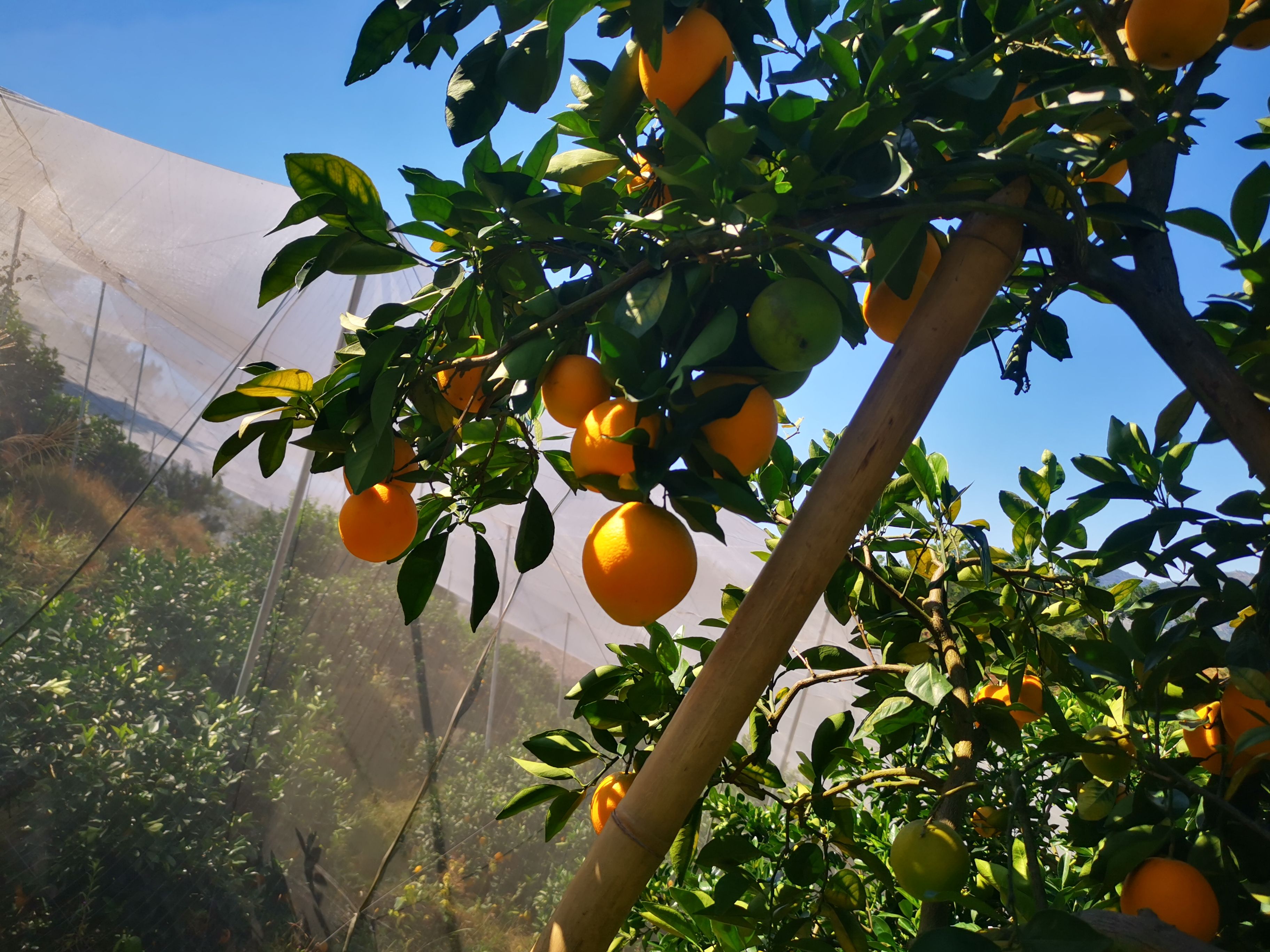 赣南脐橙 橙子 无籽化渣 鲜嫩多汁 应季水果 现采现发