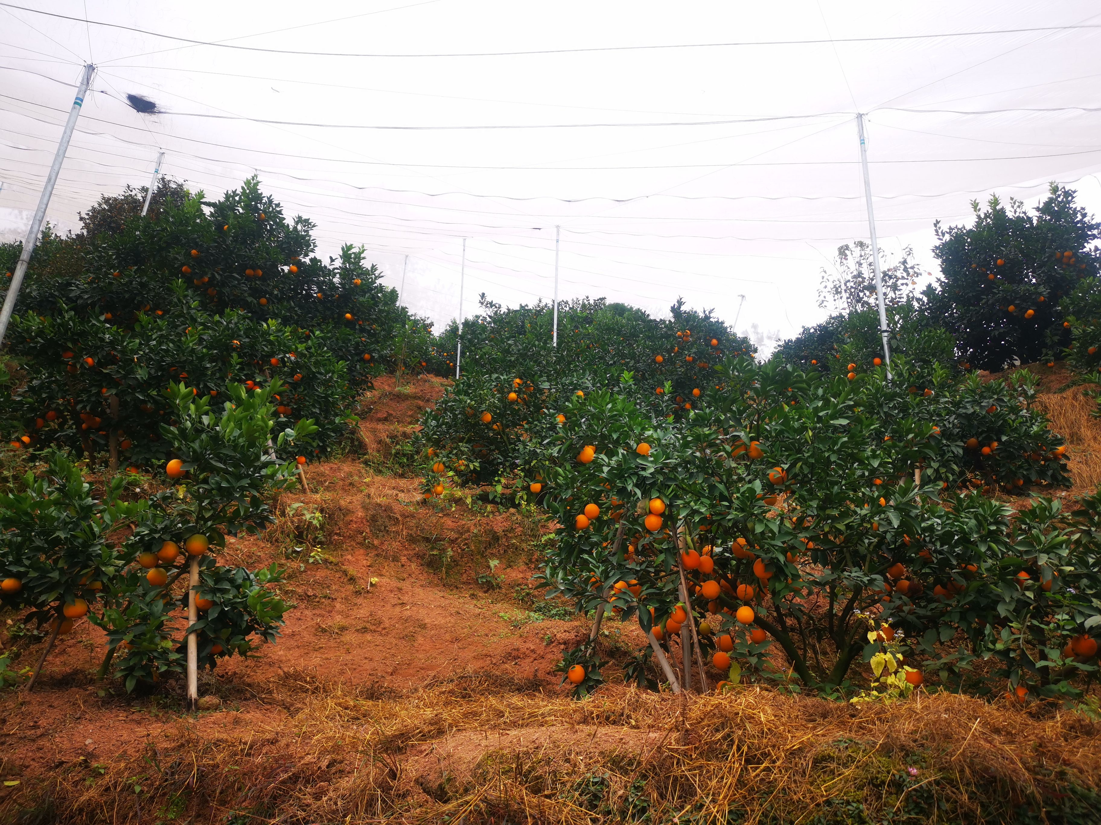 赣南脐橙 橙子 无籽化渣 鲜嫩多汁 应季水果 现采现发