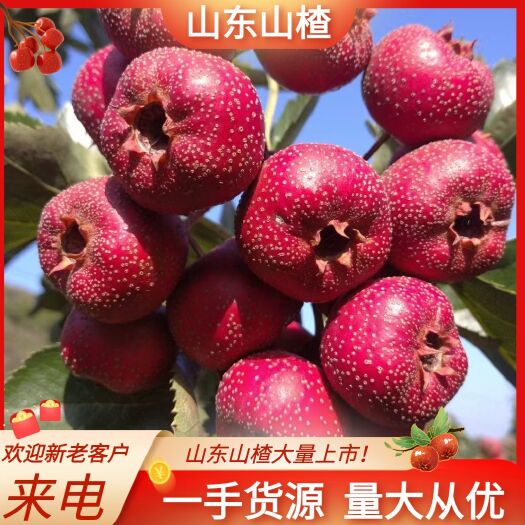 平邑县山东临沂山楂大金星，甜红子，大无棱，酸甜，原产地直发！