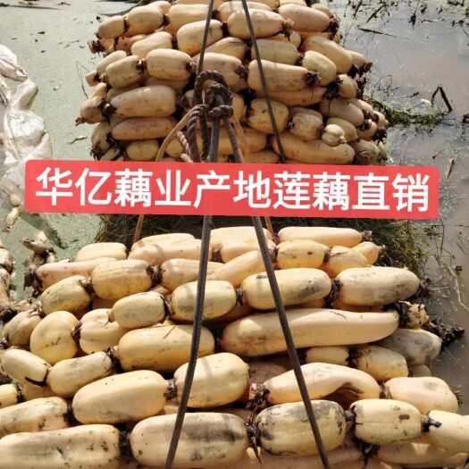 遂宁莲藕基地直销