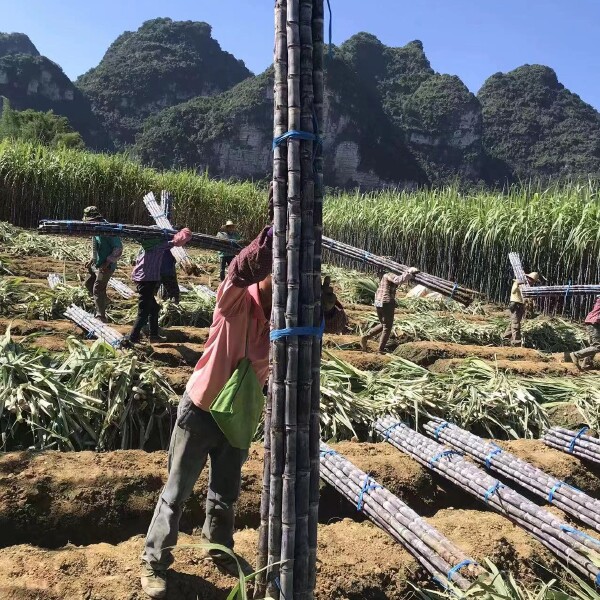 广西甘蔗大量上市！货源充足！好高！好甜！ 好脆！提供回程车