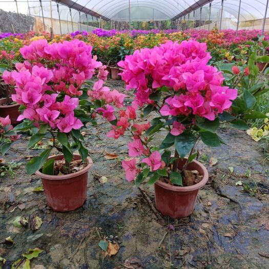 南宁南宁市西乡塘区金陵镇花梁石月华三角梅基地直销