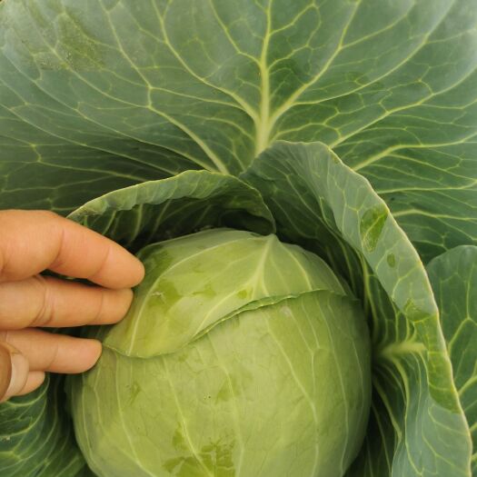 新野县包菜