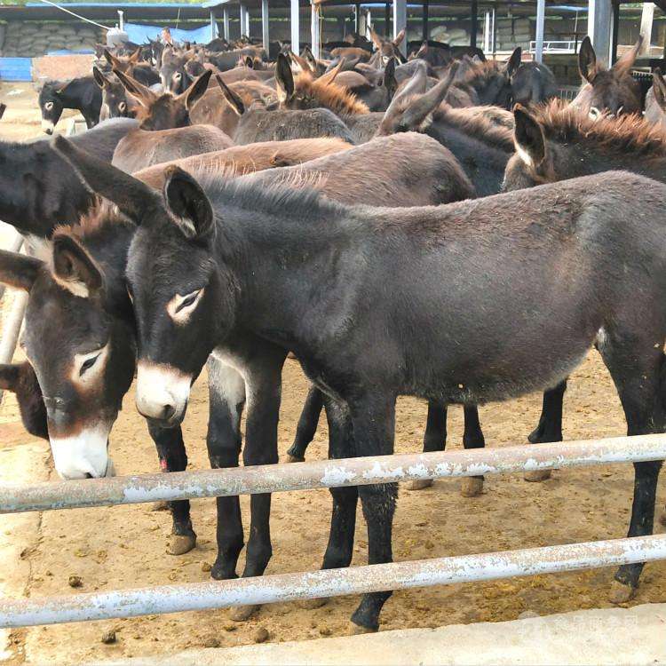东平县德州驴种驴价格，种驴苗出售，种公驴养殖基地全国发货