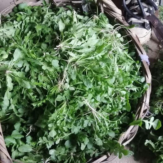 全椒县霜冻过的野生荠菜现挖现卖