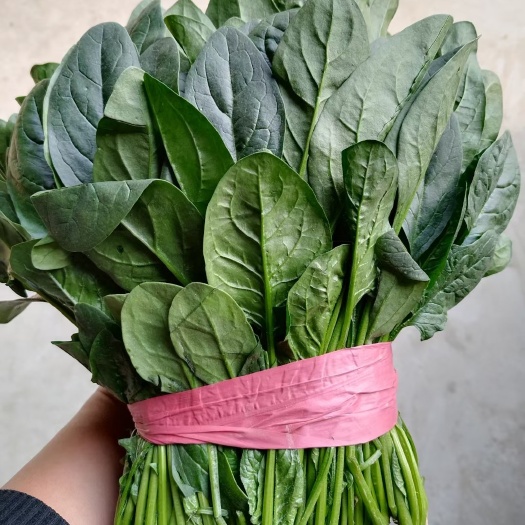 大叶菠菜  山东精品菠菜电商平台社区团购大量供应保质保量基地