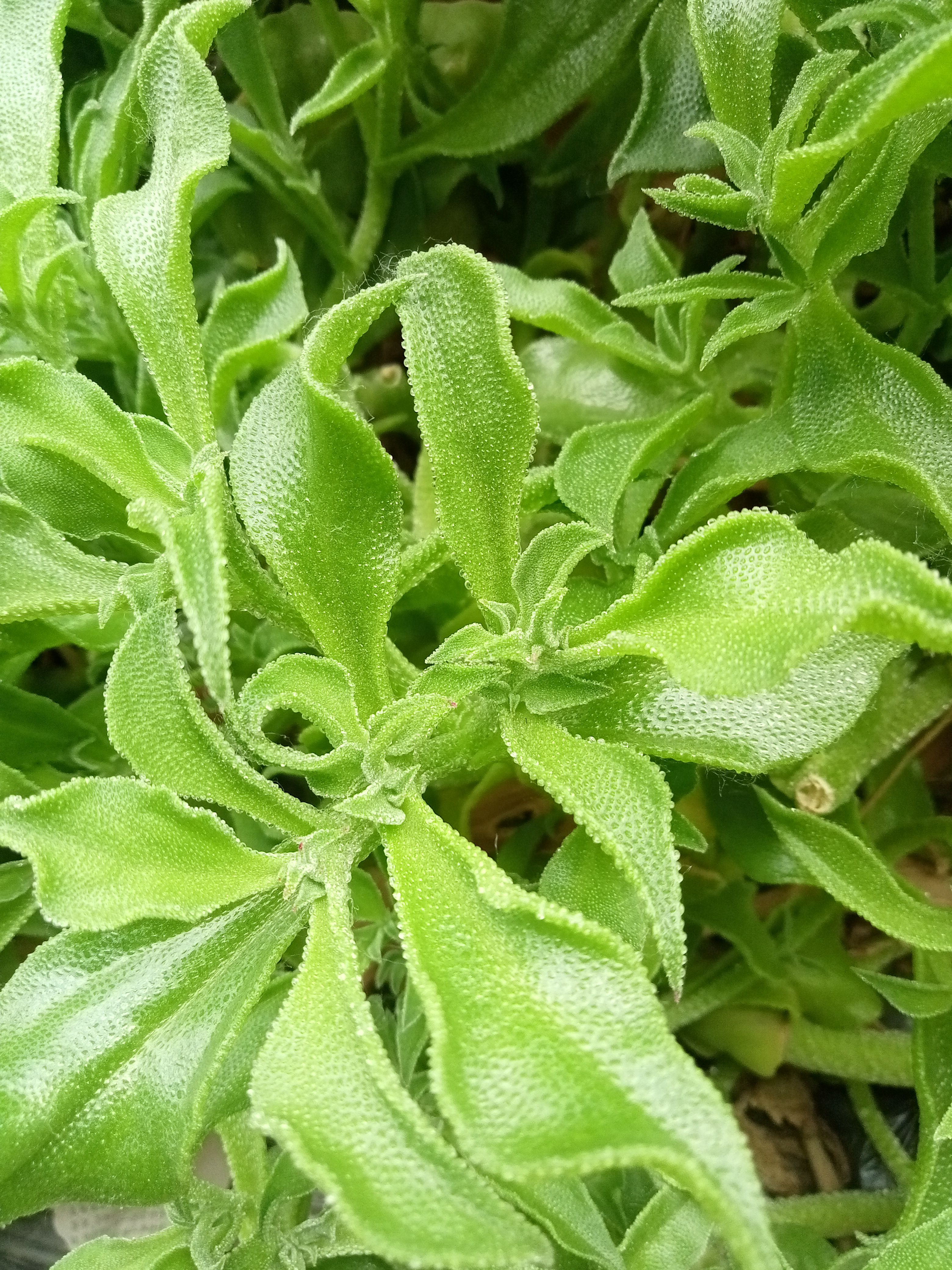 冰草