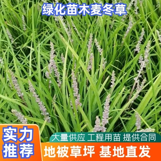 曹县中叶麦冬 麦冬草 丹麦草 麦冬苗四季常青工程草坪地被苗