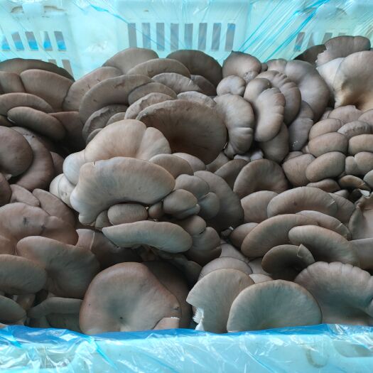 成安县鲜平菇大量上市，欢迎大家来看货选购