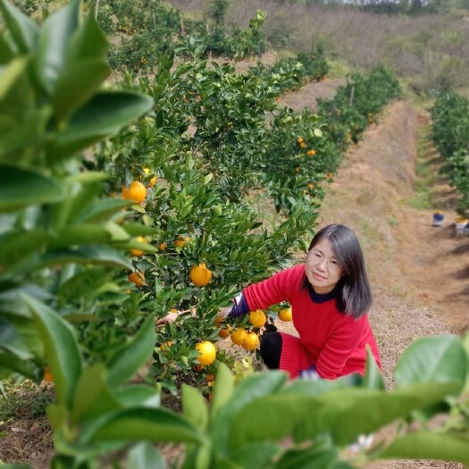 安远县赣南脐橙种植户脐橙直销 脐橙 血橙果农批发 安远脐橙种植基地