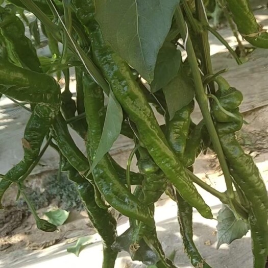 古浪县甘肃武威 陇椒种植基地