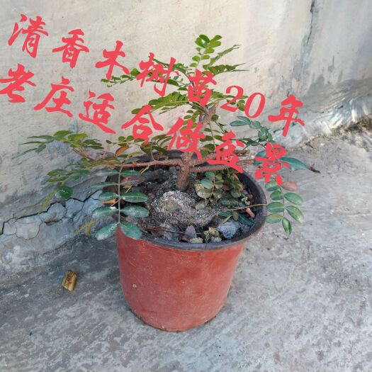 楚雄市清香木苗适合做盆景