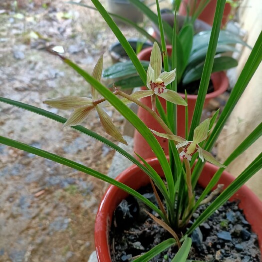 柳州兰花