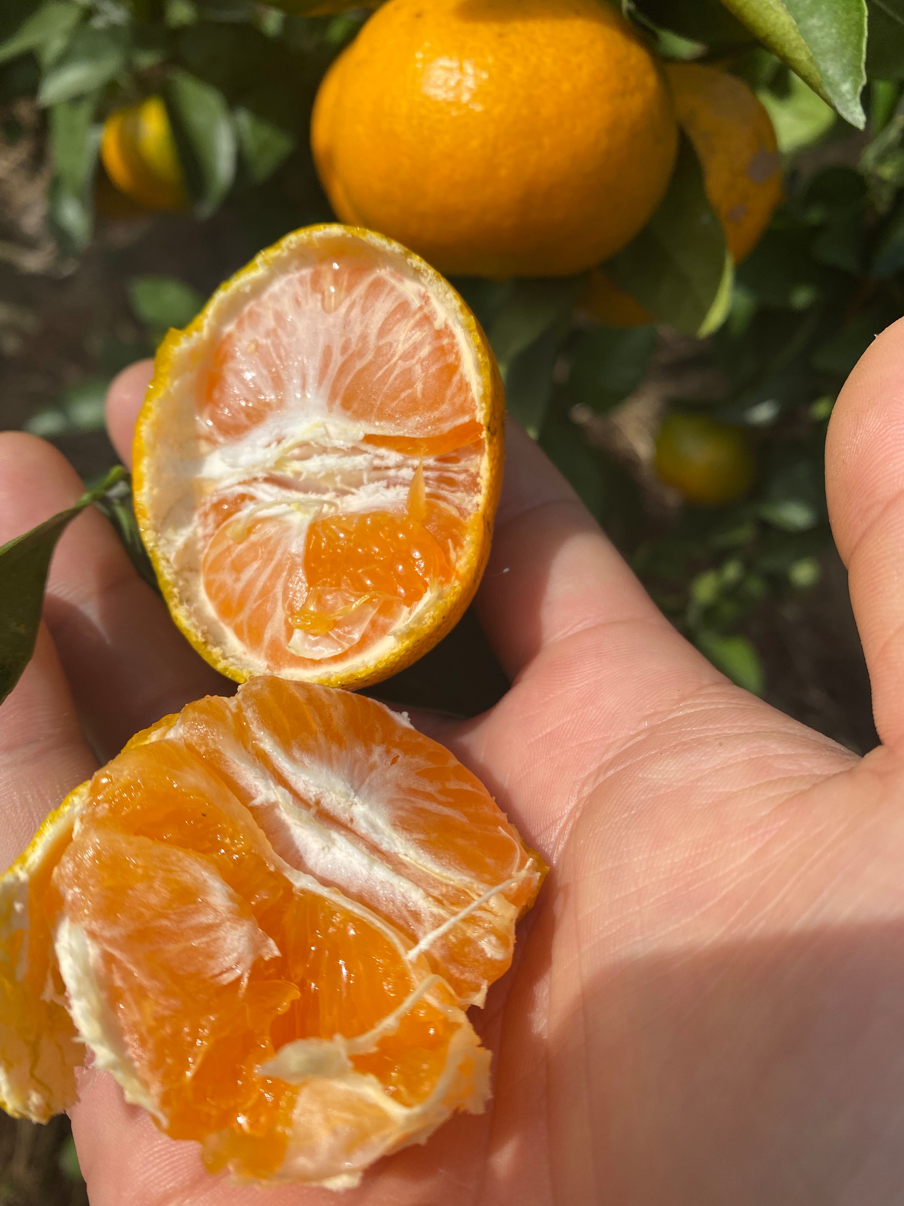 包邮～浙江临海涌泉蜜桔，无核宫川蜜橘 非沙糖桔子