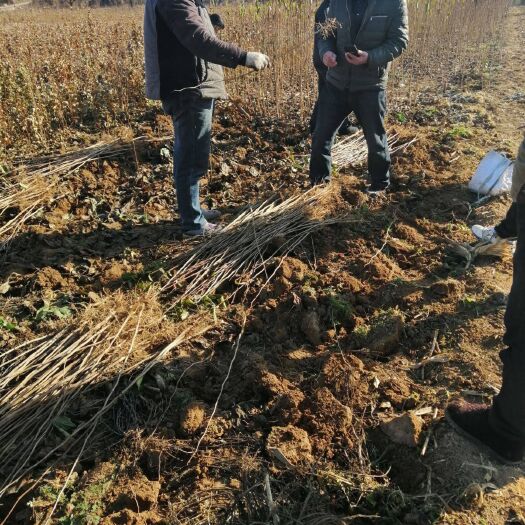 长沙杜仲苗