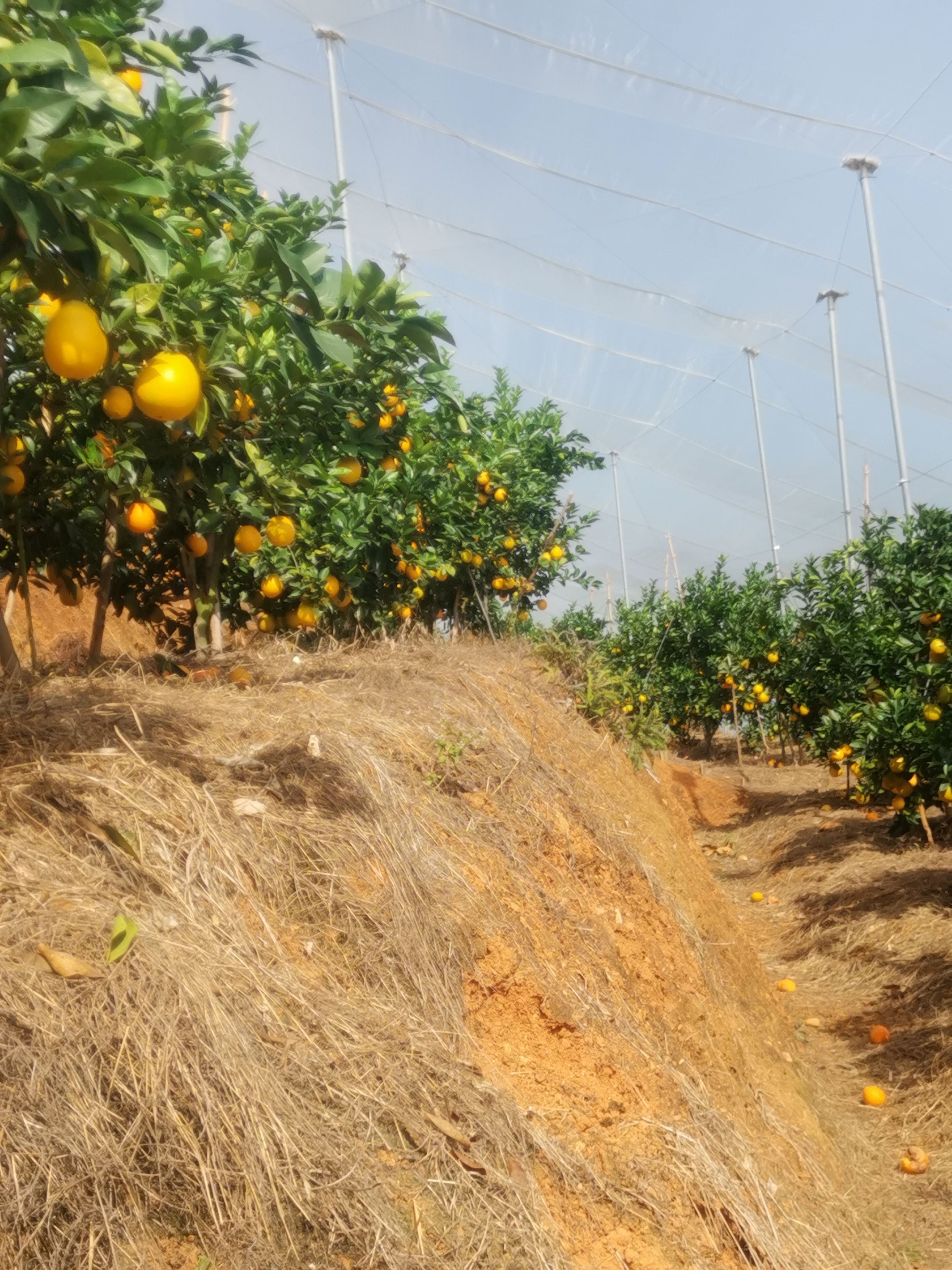 赣南脐橙 橙子 无籽化渣 鲜嫩多汁 应季水果 现采现发