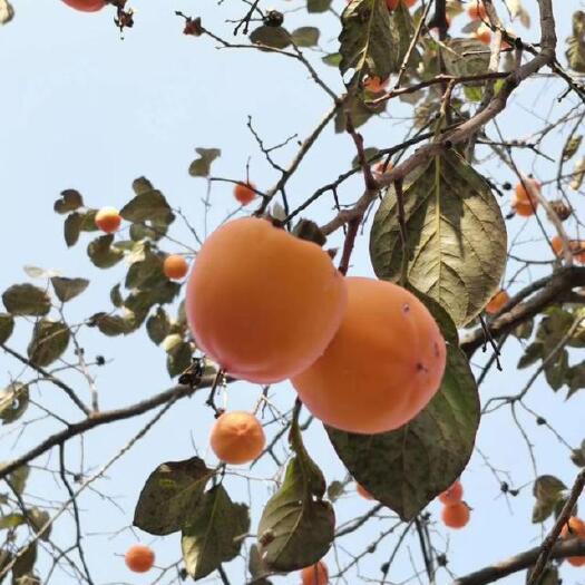 牛心柿子树苗批发