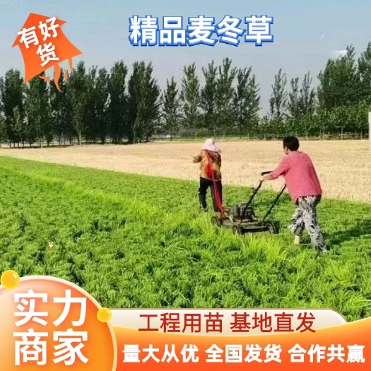 曹县大量批发中叶麦冬 麦冬草 丹麦草 基地直销