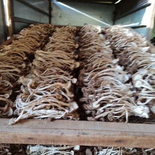 广昌县五号茶树菇
