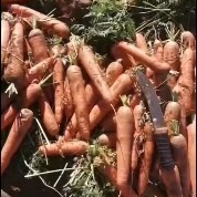 商都县三红胡萝卜