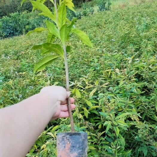 漳浦县木荷