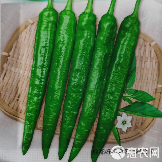 好特特味955高品质软皮辣椒种子/早中熟高产辣椒种子