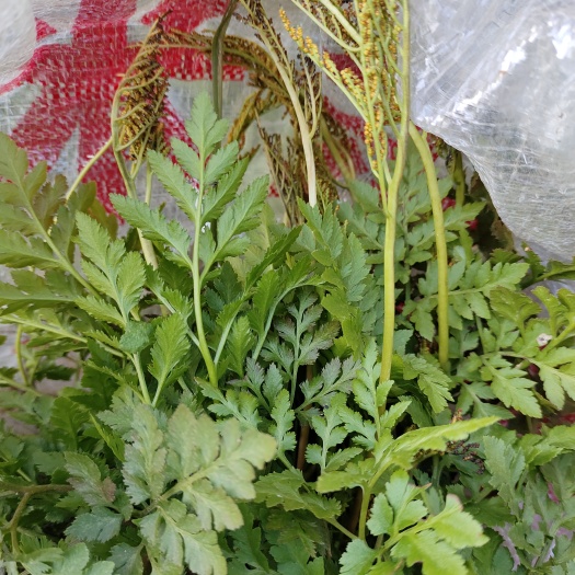 康县阴地蕨 小春花 一朵云 阴地蕨苗子 中药材产地直供