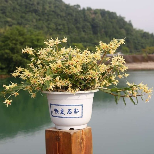 铁皮石斛盆栽  带木桩栽好盆栽铁皮石斛苗 霍山铁皮石斛苗种源