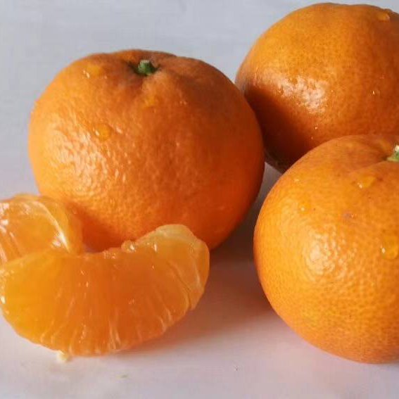 土源果蔬產(chǎn)地直銷