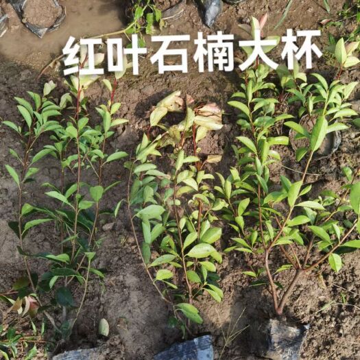 常州红叶石楠。毛球，杯苗，篱笆苗