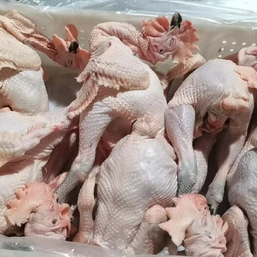 通许县冰鲜白条鸡 黑凤公鸡