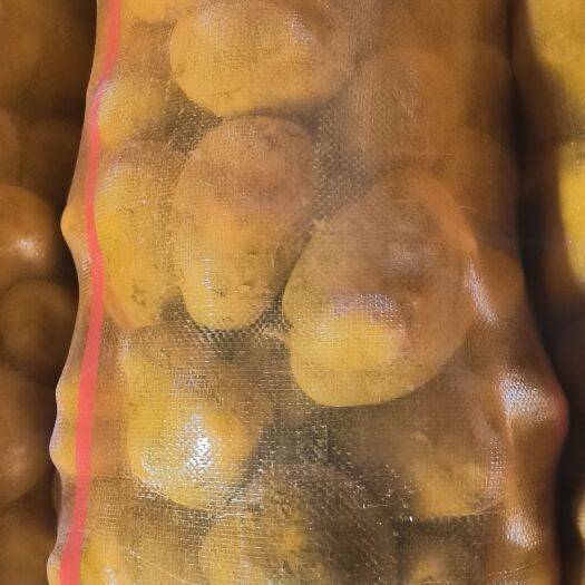 临洮县黄皮黄心
