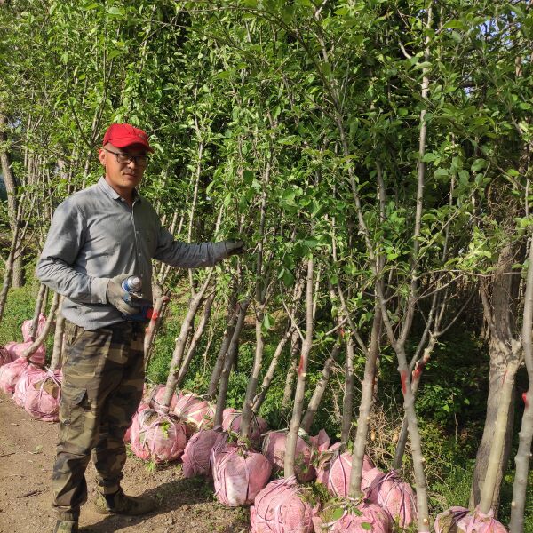 新品种苹果苗 1~1.5米苹果实生苗 嫁接苹果苗