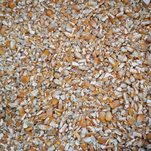 郓城县碎玉米 玉米下脚料 包谷净粮