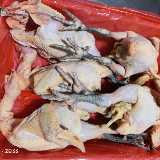 通许县冰鲜白条鸡 黑脚麻鸡