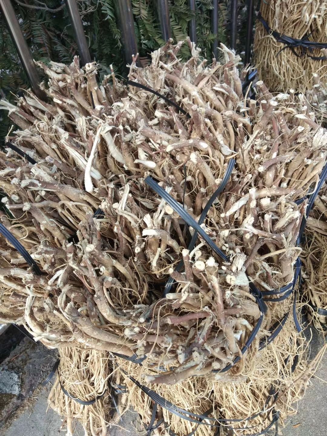 新货石参根 大量批发 500克