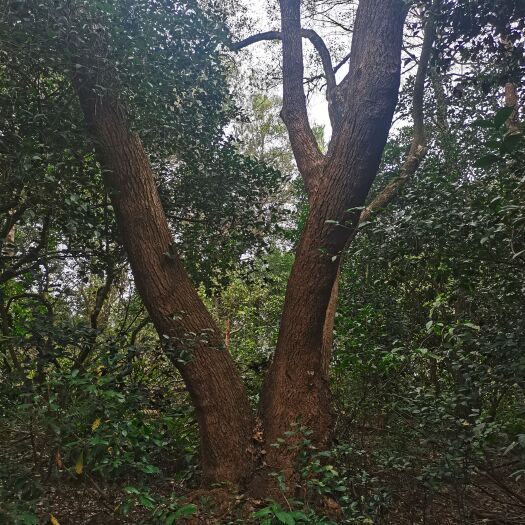 陆川县樟树
几十年的樟树