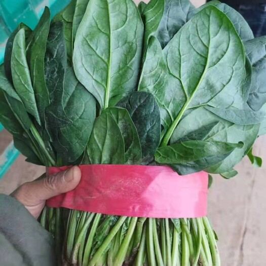 邯郸菠菜大叶暖棚菠菜四季供应叶片大颜色亮
