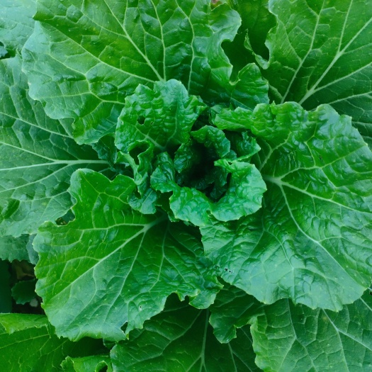 兴义市白菜