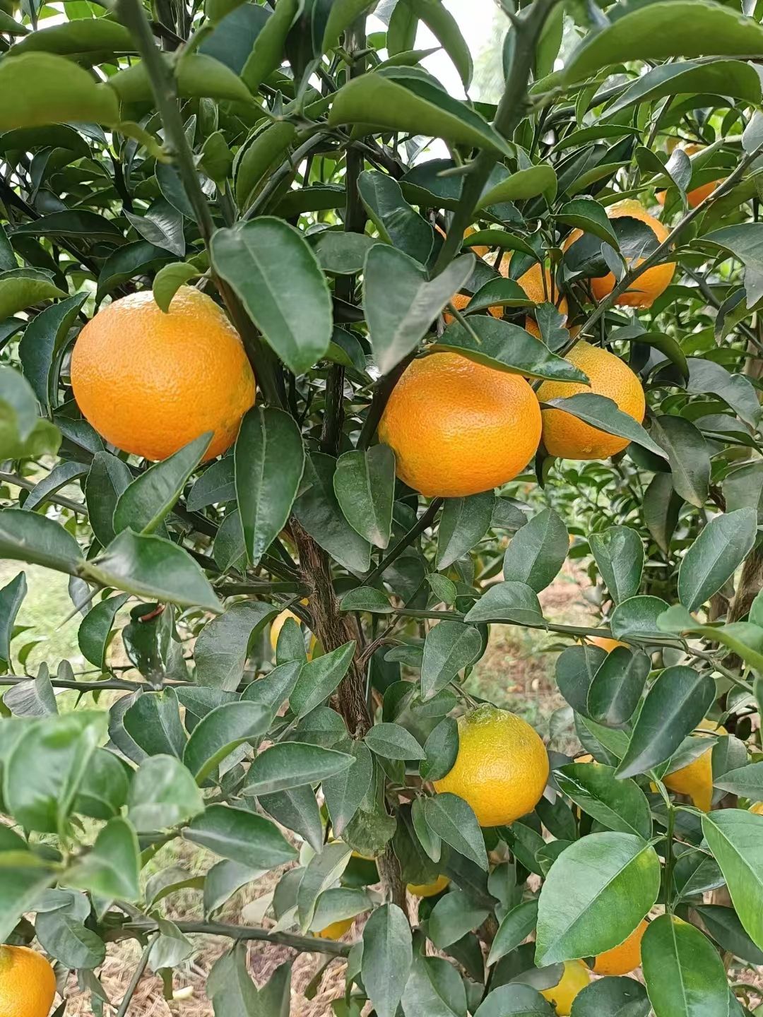 【新品】华美7号柑橘苗，华美新系，华美七号柑桔苗，欢迎来电
