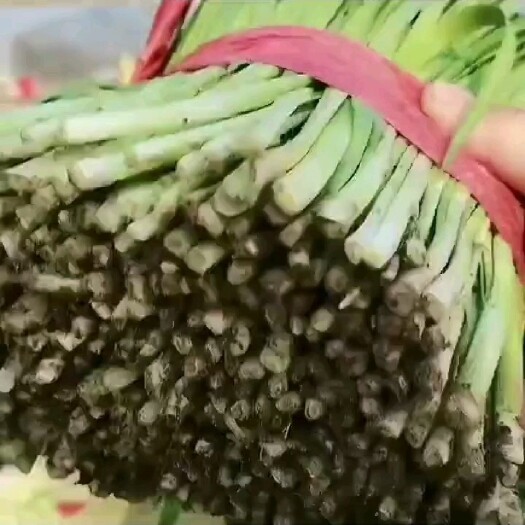 乐亭县大叶韭菜