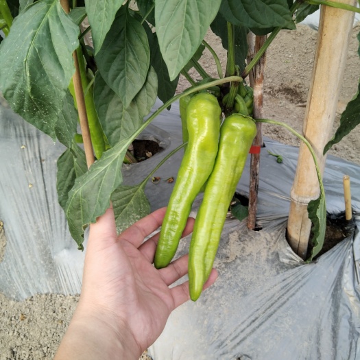 厦门黄皮椒  尖椒  牛椒 79黄皮89黄皮量大