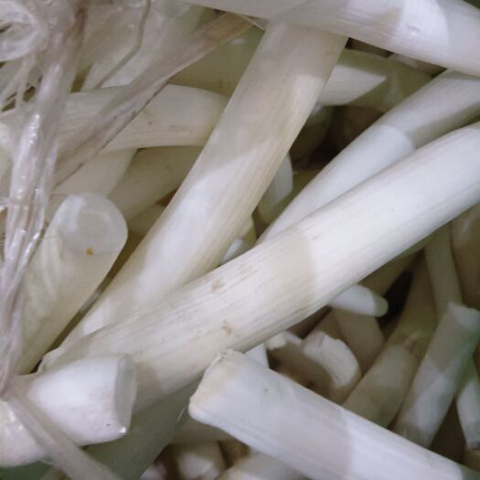 合江县通草