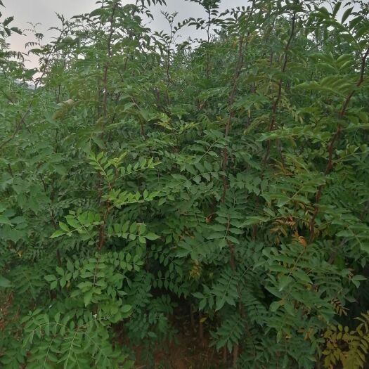 平邑县山楂苗，柿子树苗，枣苗，花椒苗，等