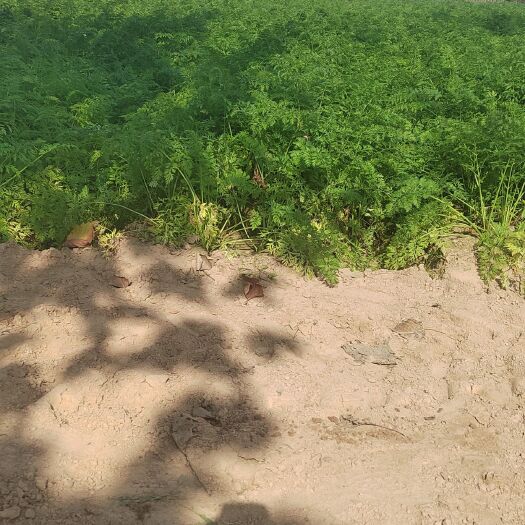 西华县诚信出售红萝卜各种蔬菜