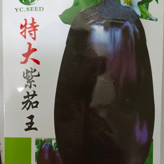 特大紫茄王種子，茄子種子