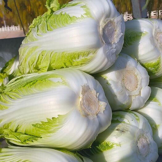 永宁县大白菜